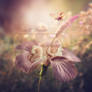 Sweet dream