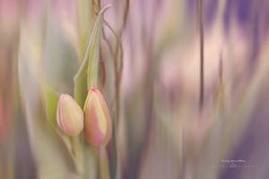 Tulips in pastel by CindysArt