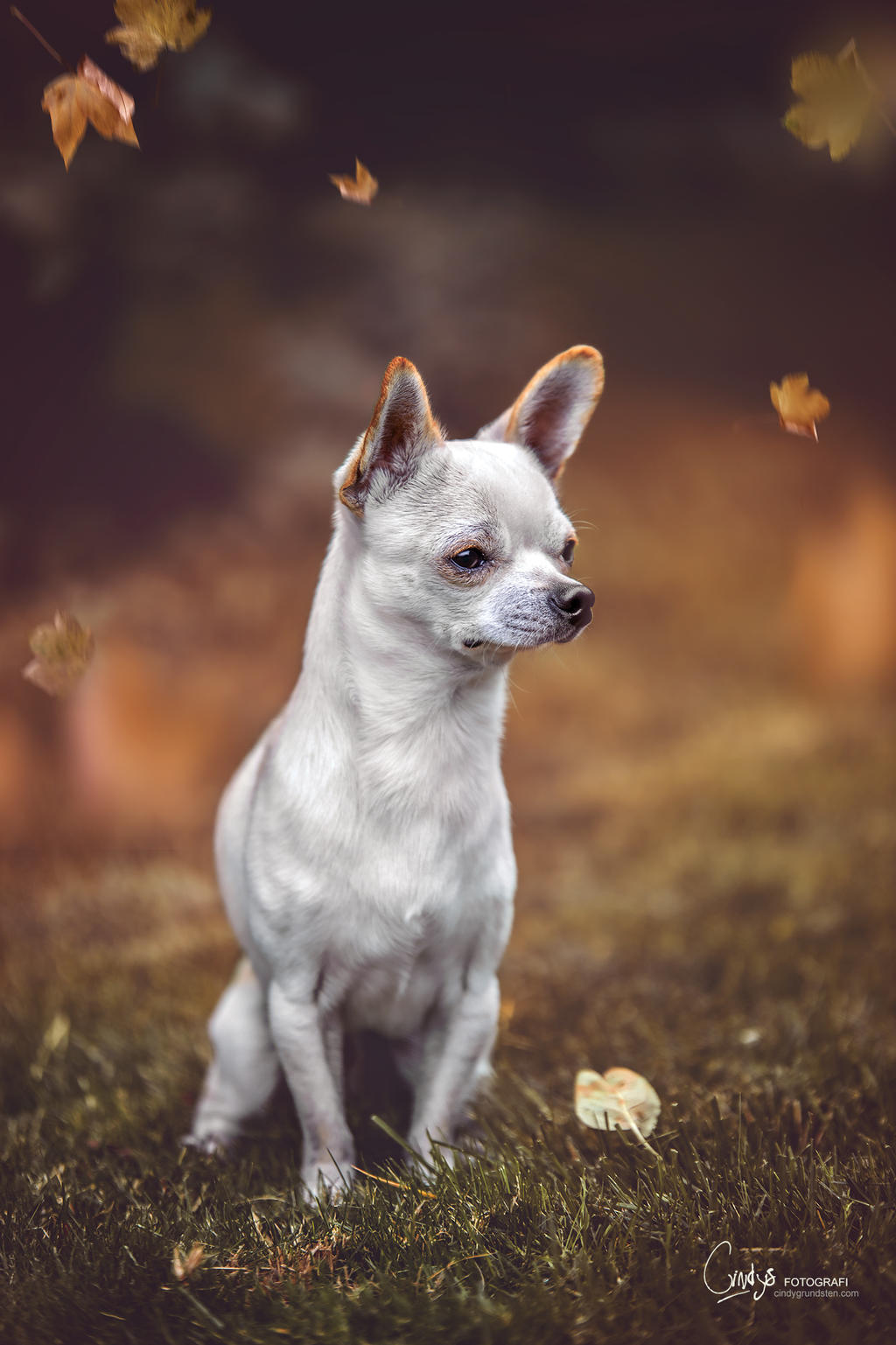 My little guy by CindysArt