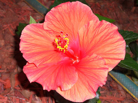 The Hibiscus 2.0