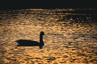 Golden Hour Goose by NerdsEyePhotograpy