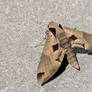 Sphinx Moth