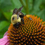 Bumbling Around A Coneflower