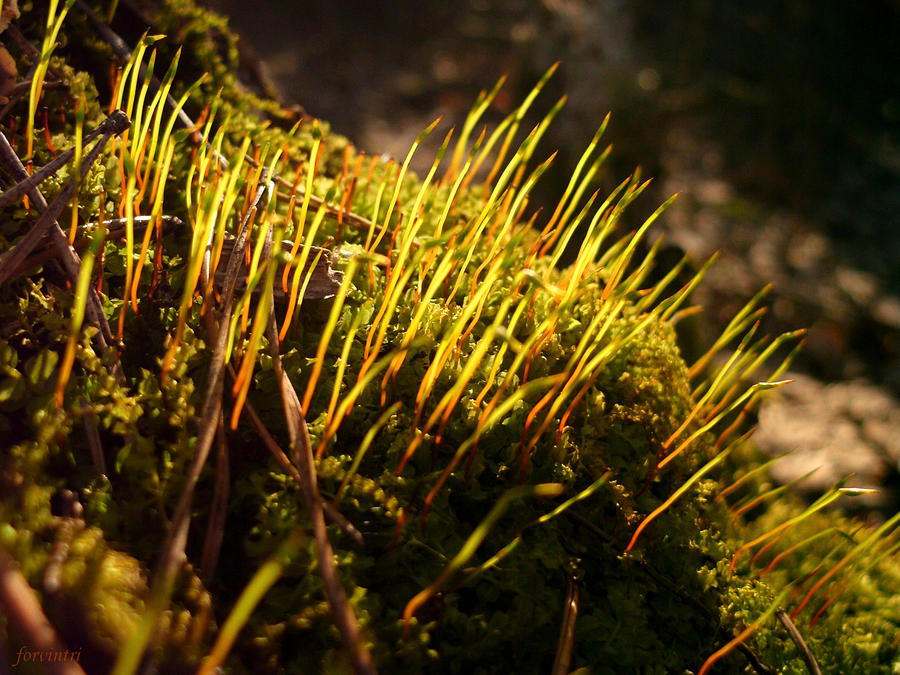 MicroForest 1