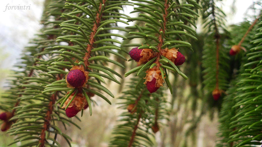 Spring Blaze Fir Fir-tree in Spring 5 by forvintri on DeviantArt