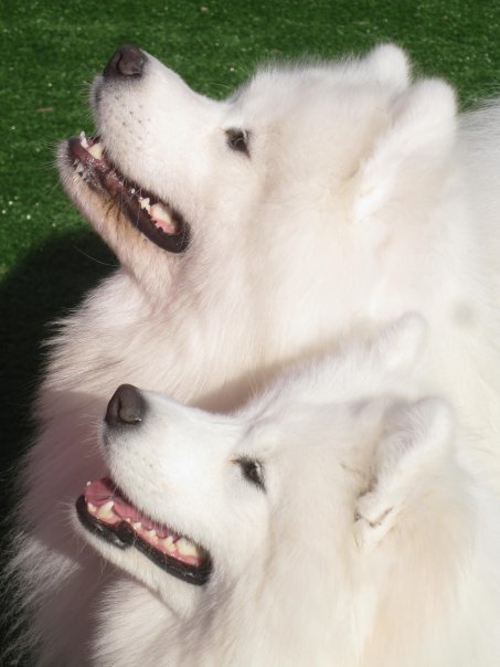 samoyeds