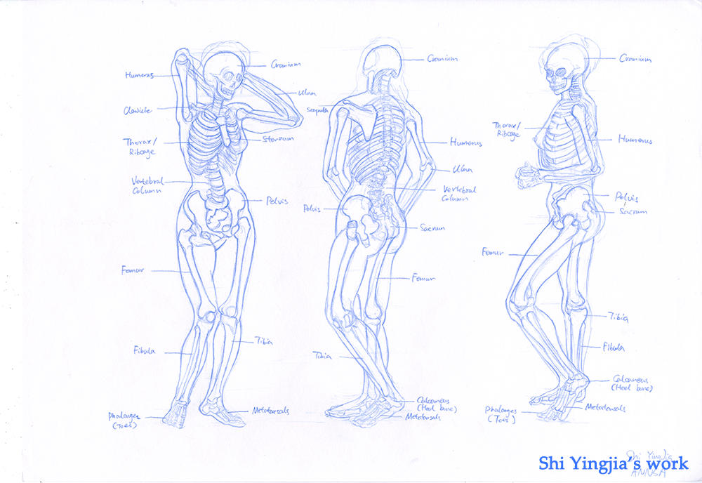 Skeleton Practice. by Shiyingjia on DeviantArt
