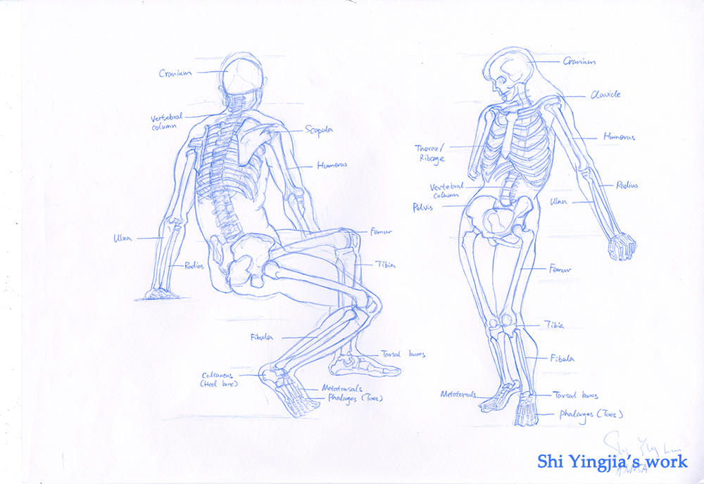 Skeleton Practice. by Shiyingjia on DeviantArt