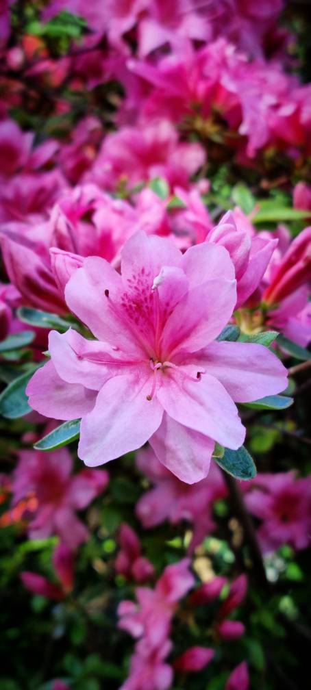 Potzleinsdorfer Schloss Park Wien