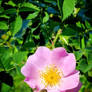 Rosa trachyphylla Rau