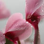 drop of water on a flower