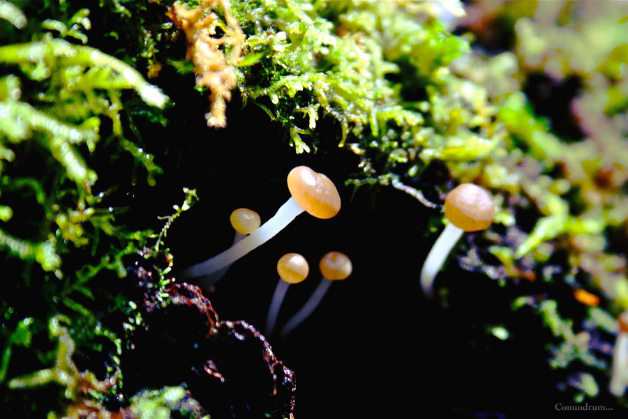 forest shrooms