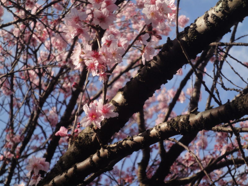 Sakura fest