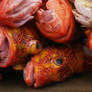 Fish Market in Galapagos