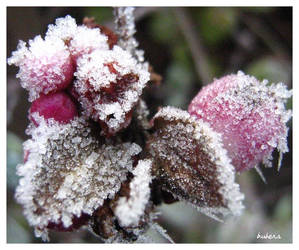 eisbeeren