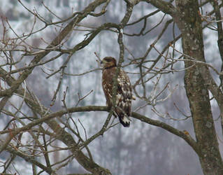 Young White Tailed Eagle