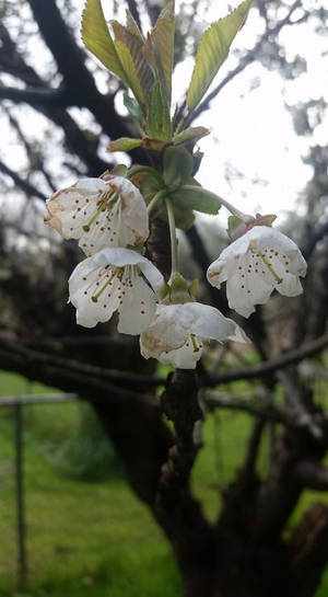 Cherry Blossoms.