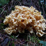 Cauliflower Mushroom.