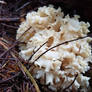 Cauliflower Mushroom.