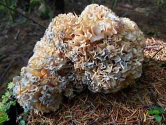 Cauliflower Mushroom.