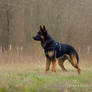 German Shepherd Dog.