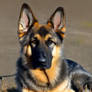 German Shepherd.