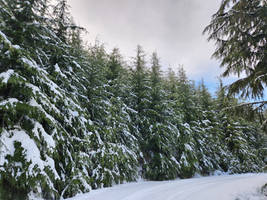 Snow In The Hills. 