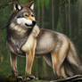 Rainforest Wolf.