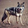 Wolf Dog Animal.