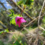 Salmonberry Flower.