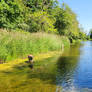 River Walking With The Dogs. 