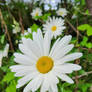 Daisy.