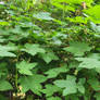 Thimble Berries. 