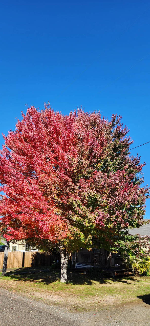 Fall Tree Colors. by Jason-Oatman on DeviantArt