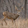 Deer.