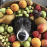 The dog fruit.