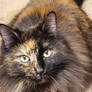Kiki The Cat.
