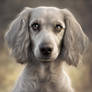 God spelled back words is dog
