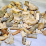 Lots of Fossils.