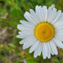 Daisy flower.