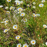 Daisy Flowers.