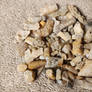 Tree Limbs Coral Fossils.