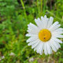 Daisy.