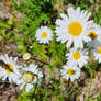 Daisys.