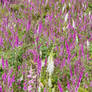 Lots of foxglove wildflowers.