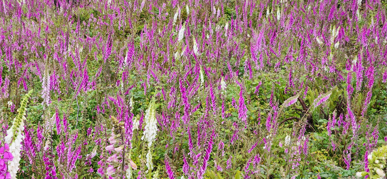 Lots of foxglove wildflowers.