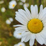 Daisy.