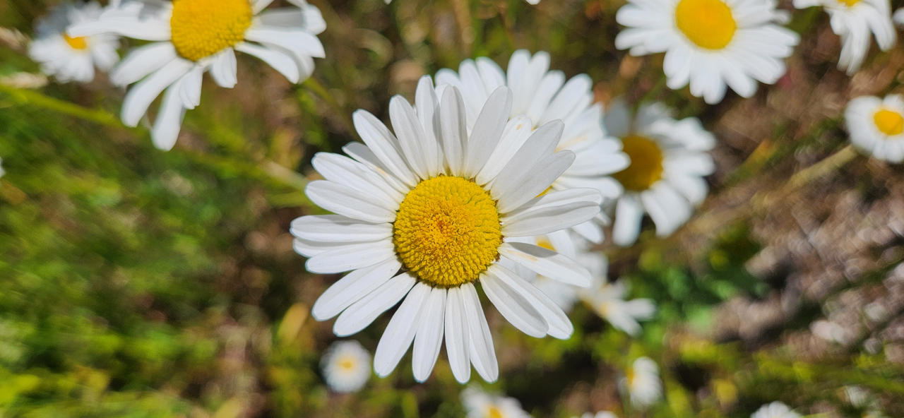 Daisy.