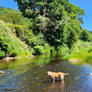 Roxie cooling off.