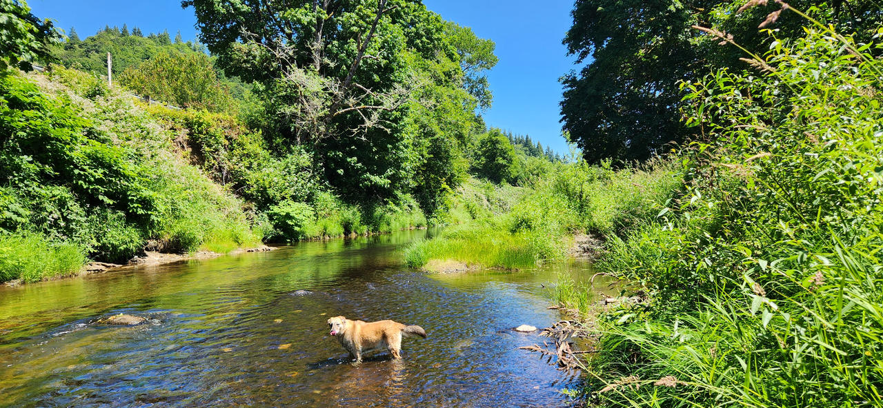 Roxie cooling off.